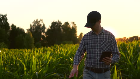 Farmer-man-with-tablet-in-field.-Pretty-young-woman-holding-tablet-in-field-at-sunset